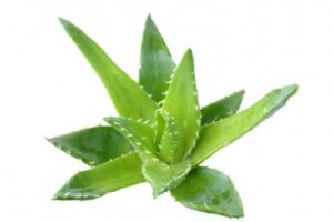 Aloe Vera bitkisi